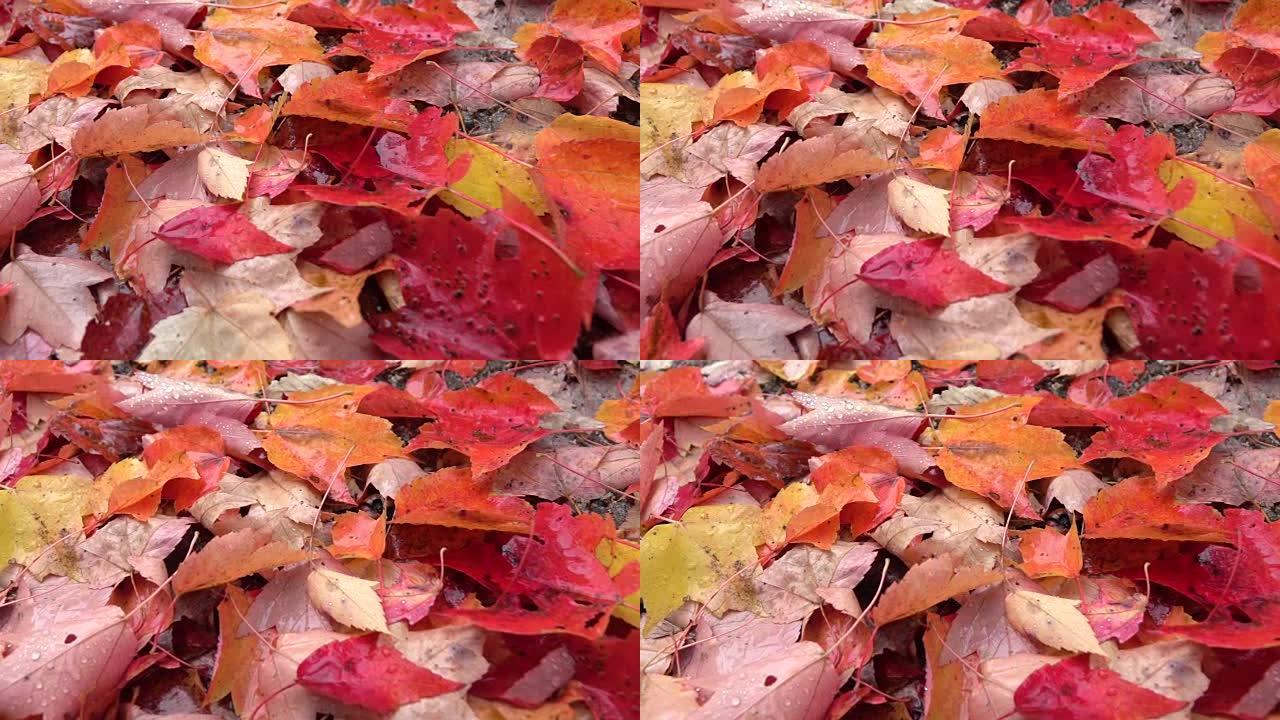 特写: 秋天森林下雨后，潮湿的彩色叶子充满雨滴