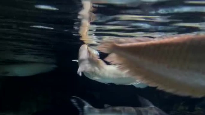 银龙鱼游泳