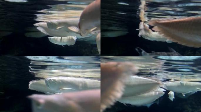 银龙鱼游泳