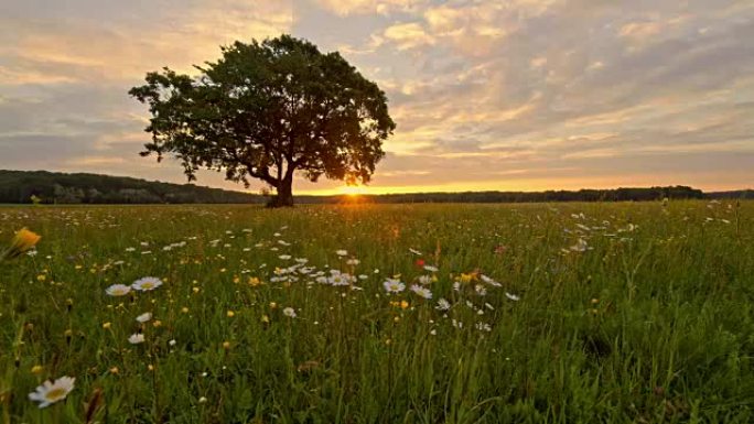 斯洛文尼亚宁静，田园诗般的乡村景观背后的日落女士，树木和野花