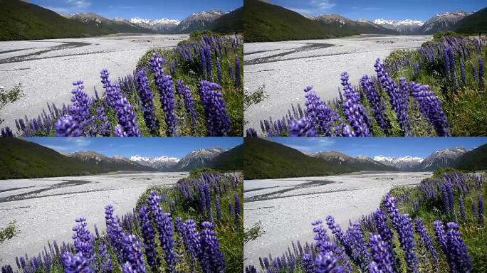 羽扇蓝花紫色花与风景雪山新西兰