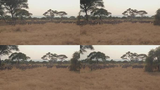 空中，特写: 在广阔的非洲稀树草原上放牧的野生动物园斑马群