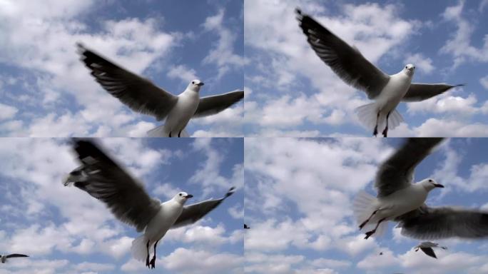 以慢动作飞行的海鸥。南非开普敦哈特劳布海鸥
