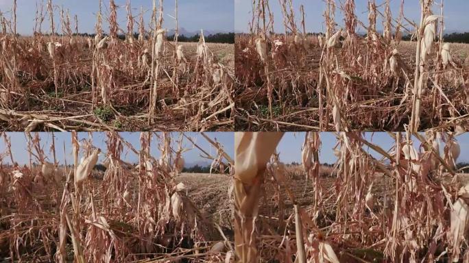 干旱和冰雹摧毁的玉米田的移动镜头