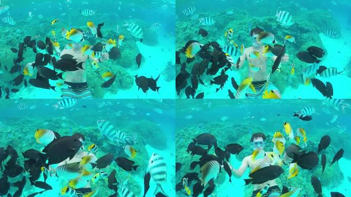 水下慢动作: 人浮潜并喂养外来的礁石鱼