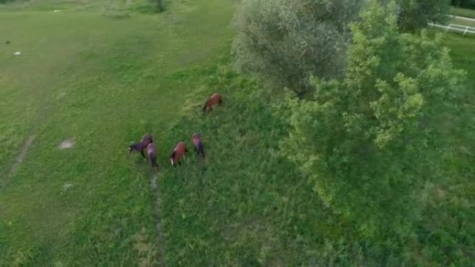 空中: 一群在牧场草地上放牧的家养马