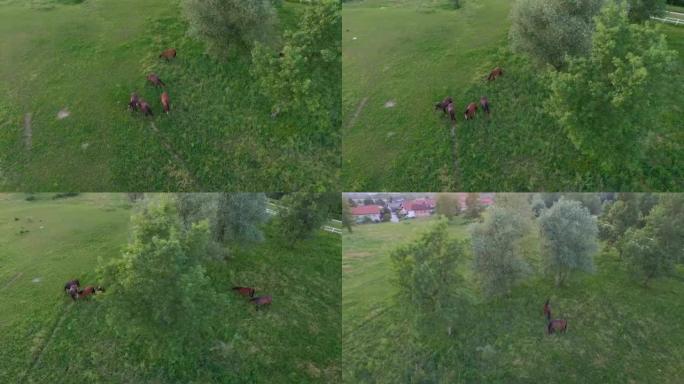 空中: 一群在牧场草地上放牧的家养马