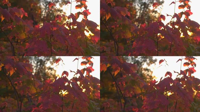 日落时，近距离的阳光透过强烈的红色秋天树叶闪耀