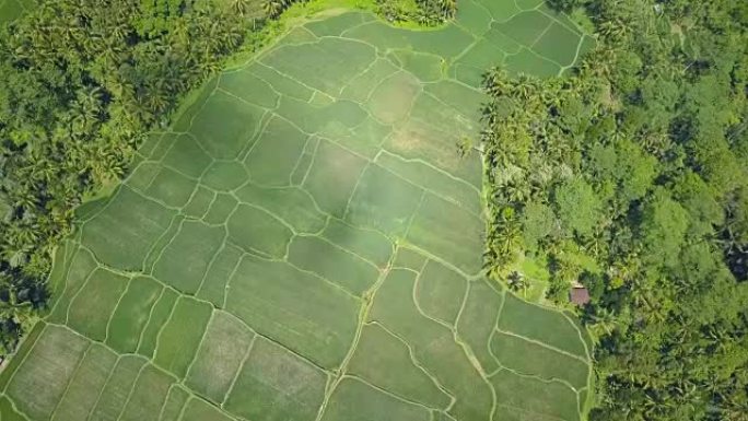 阳光明媚的巴厘岛棕榈树丛林中绿色稻田的空中惊艳图案