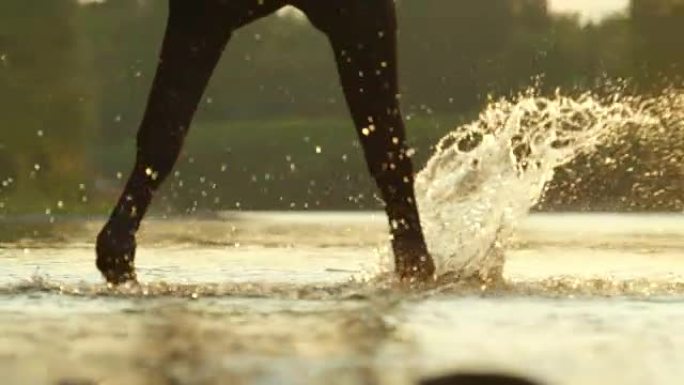 特写: 大自然中强烈的深棕色马在河里散步和飞溅