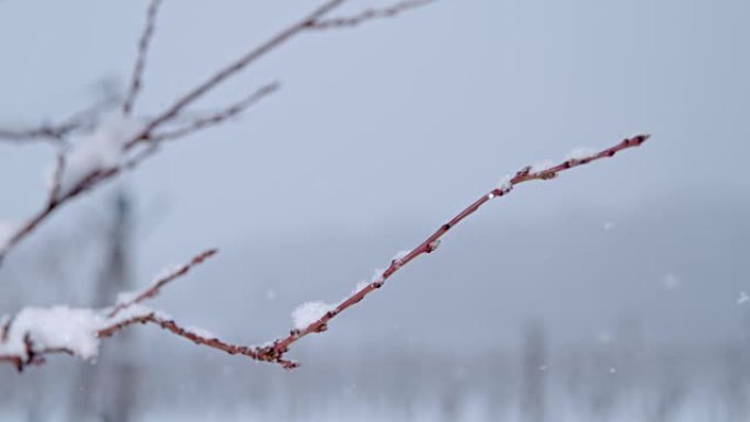 雪落在冬天的树枝上，超级慢动作