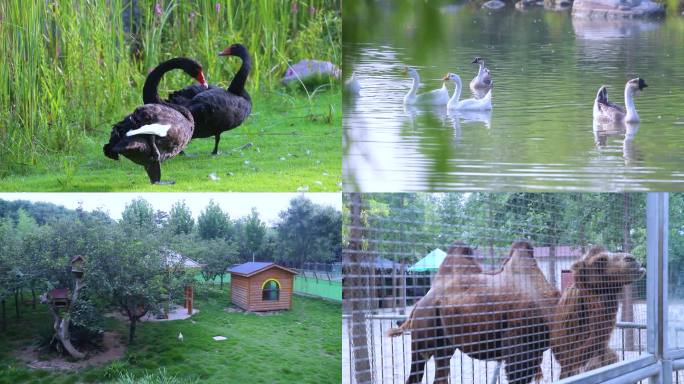 郑州绿博园-湿地公园-动物园