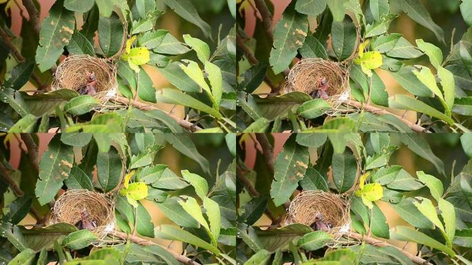 饥饿的小鸟宝宝