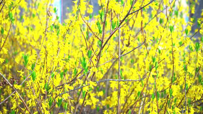 迎春花 春分 春天 春的味道 绿芽 黄花