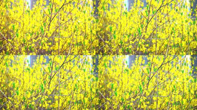 迎春花 春分 春天 春的味道 绿芽 黄花