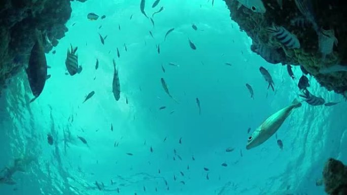 水下慢动作: 热带礁石上的海洋世界与外来鱼类