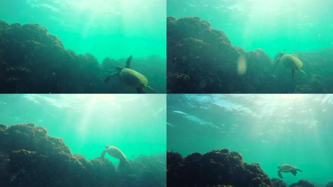 绿海龟在夏威夷的珊瑚礁上游泳