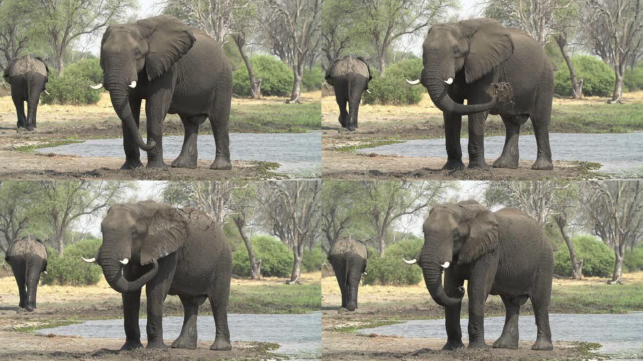 博茨瓦纳奥卡万戈三角洲大象公牛泥浴的慢动作