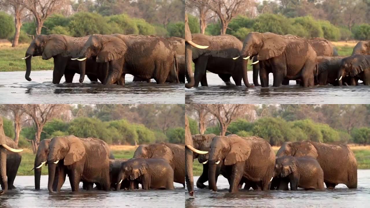 在奥卡万戈三角洲繁殖过河的大象群