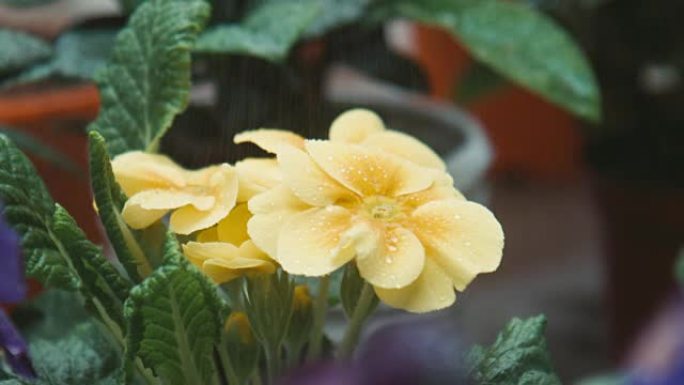 水滴落在黄色的花朵上