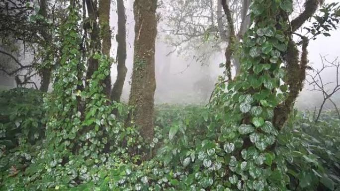 雾中的雨林。