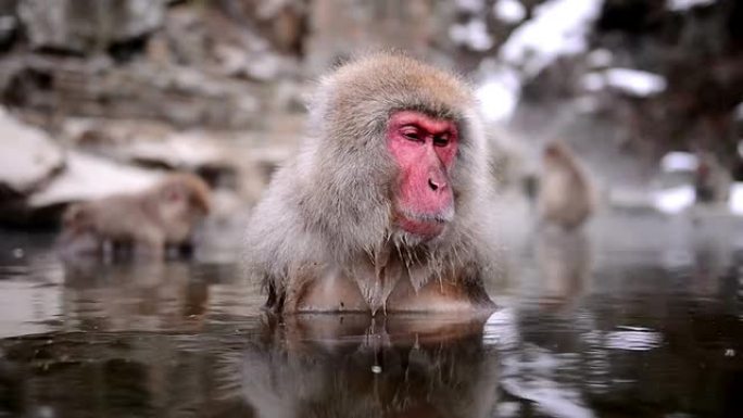 温泉里的雪猴（日本猕猴）