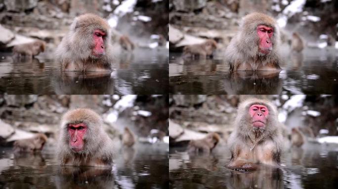 温泉里的雪猴（日本猕猴）