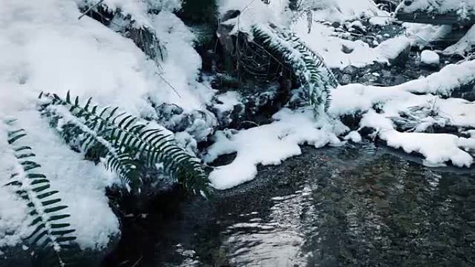 白雪皑皑的森林中的溪流移动镜头