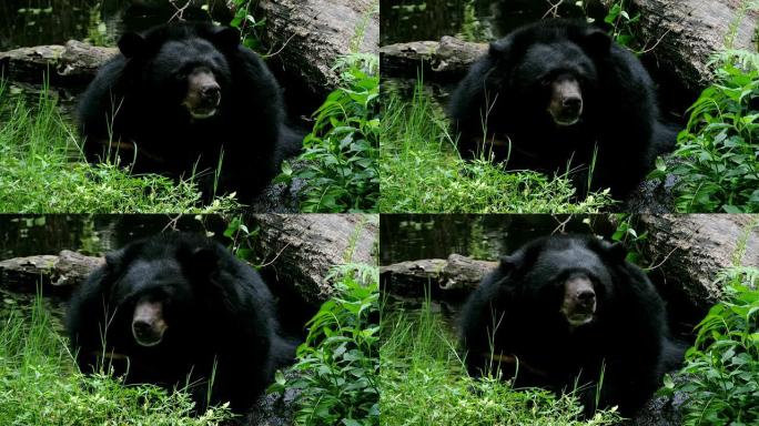 亚洲黑熊亚洲黑熊