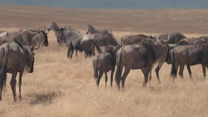 特写: 牛羚和斑马群进行漫长的迁徙之旅