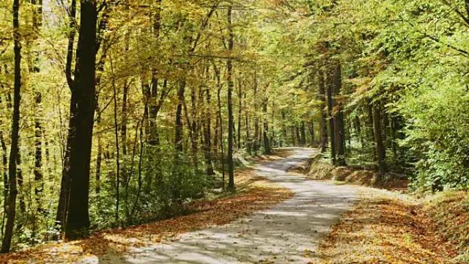 秋天的树叶落在树林中宁静，田园诗般的阳光路上
