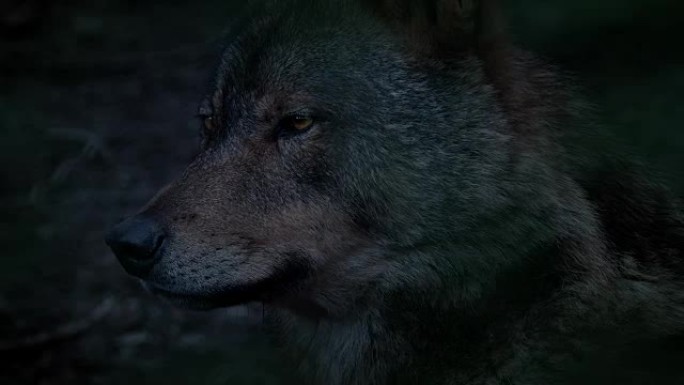 晚上的狼侧面视图