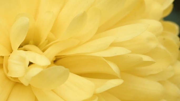 黄色花朵宏观