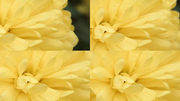 黄色花朵宏观