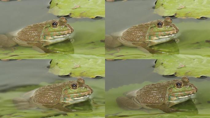 池塘里的青蛙池塘里的青蛙