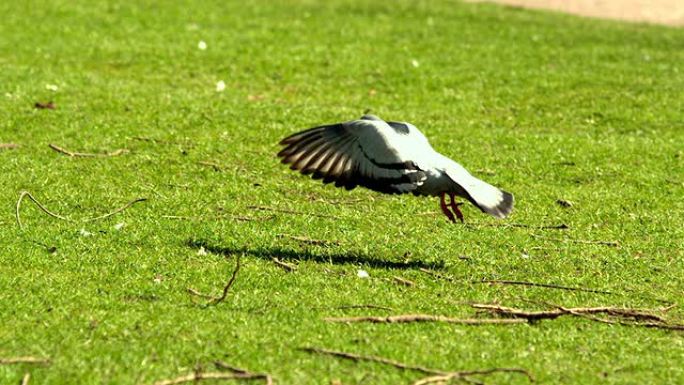 鸽子从草地上起飞