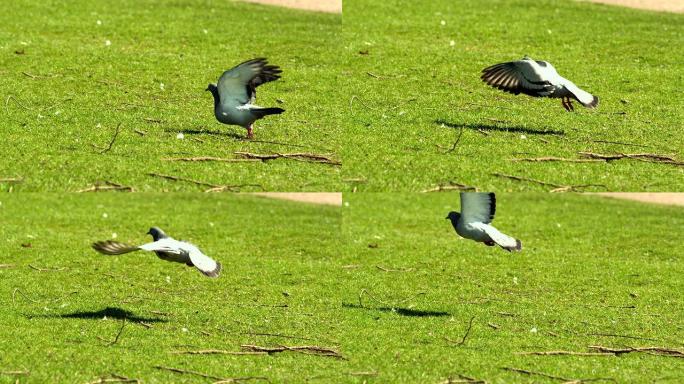 鸽子从草地上起飞