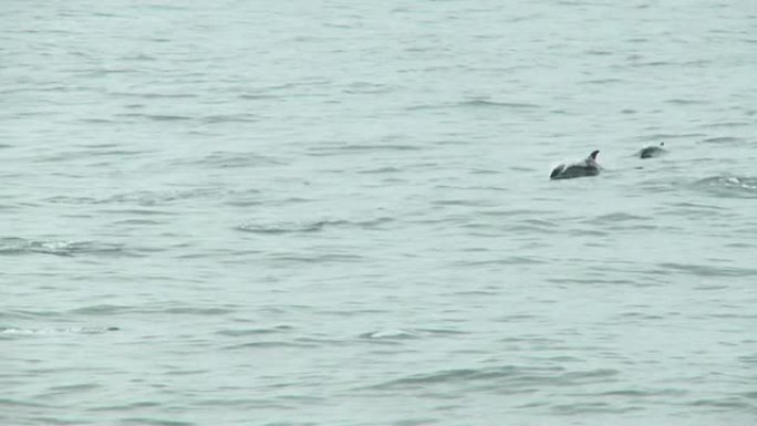 高清: 海豚海面海水海洋生物