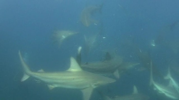 黑鳍鲨（Carcharhinus limbatus）