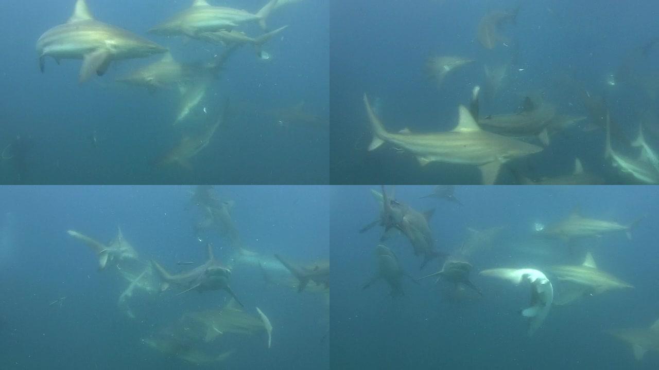 黑鳍鲨（Carcharhinus limbatus）