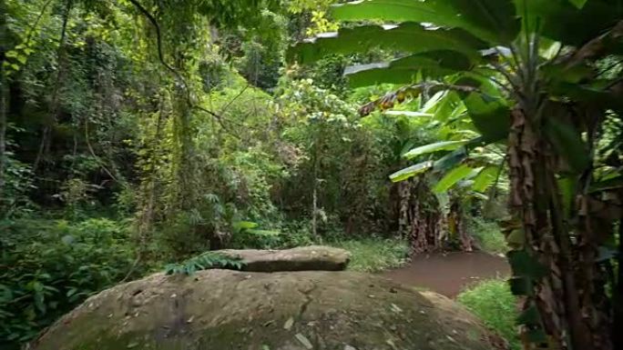 4K WS多莉用镜头耀斑拍摄雨林。