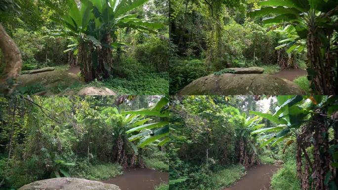 4K WS多莉用镜头耀斑拍摄雨林。