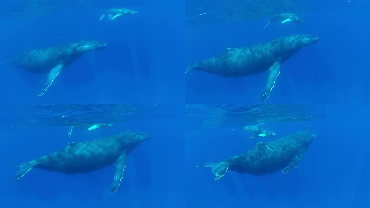 座头鲸宝宝和妈妈在水面游泳