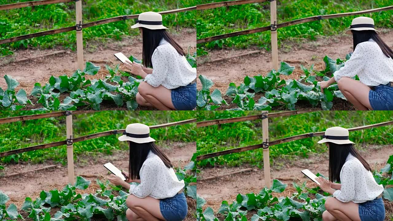 亚洲女农夫用数码平板电脑在田间、智慧农业及科技概念