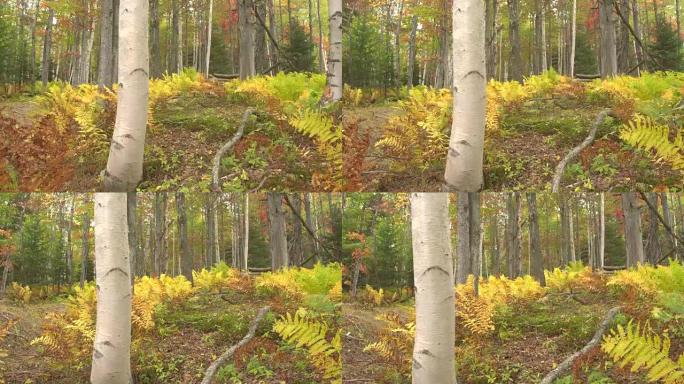 特写: 秋天森林中树木和蕨类植物上华丽的秋天落叶着色