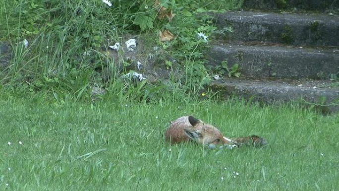 红狐狸狼红狐狸躺草坪