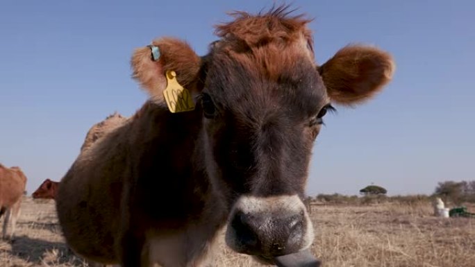 泽西奶牛的特写镜头直接对着镜头