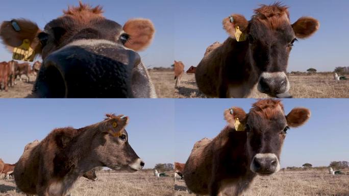 泽西奶牛的特写镜头直接对着镜头