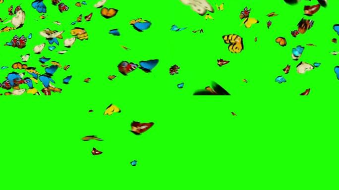 蝴蝶在绿色背景上飞翔