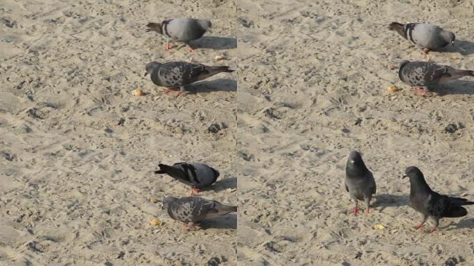 鸽子在海滩上吃鸡蛋。